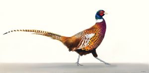 Pheasant