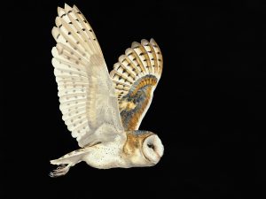 Barn Owl